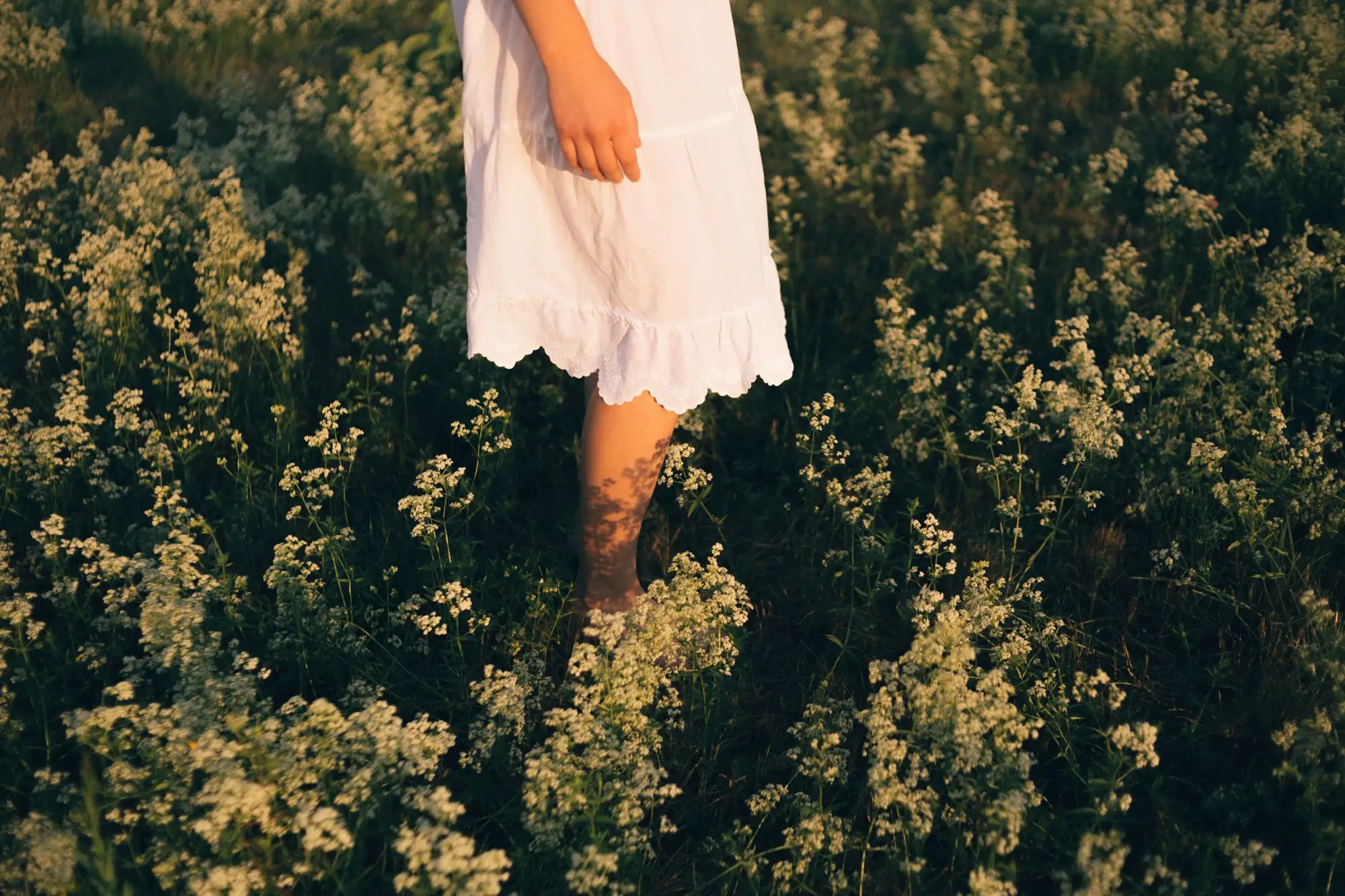 Promenade apaisante dans un champ de fleurs sauvages